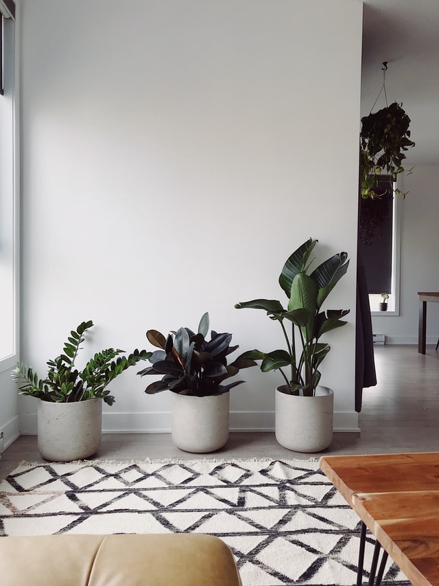 décoration intérieure avec plantes